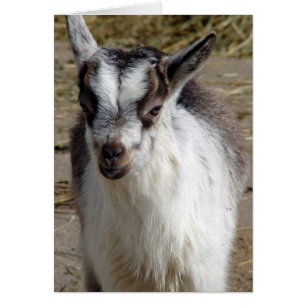 Cartão Mouse o Capô