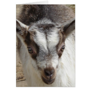 Cartão Mouse o Capô