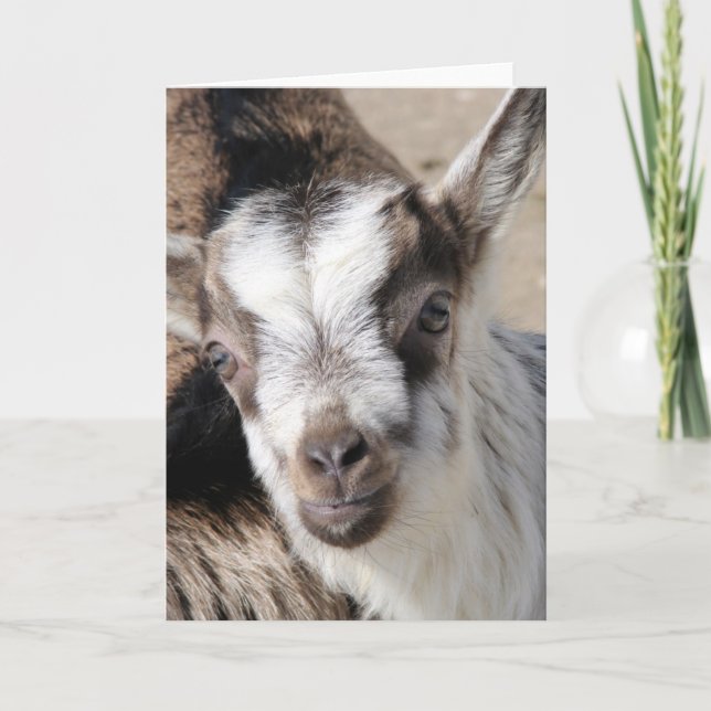 Cartão Mouse, O Rapaz Alpino (Frente)