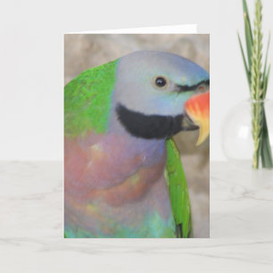 Cartão Moustached Parakeet