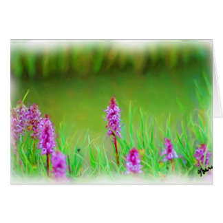 CARTÃO MT EVANS WILDFLOWERS