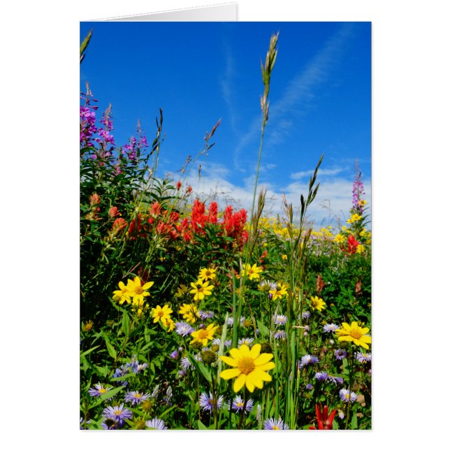 Cartão Mt. Wildflower (Frente)