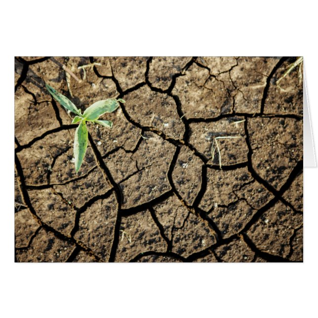 Cartão Muda na Terra Rachada (Frente Horizontal)