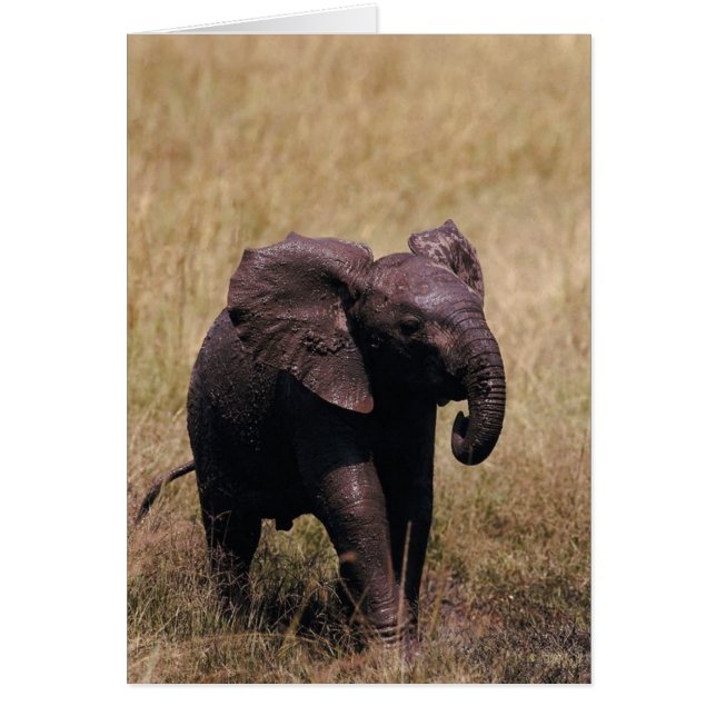 Cartão Muddy Baby Elephant (Frente)