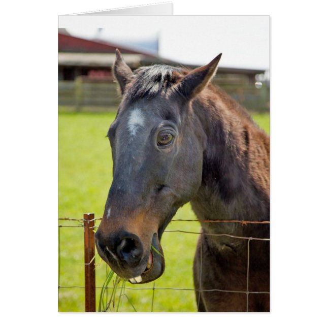 Cartão mudo do cavalo (Frente)
