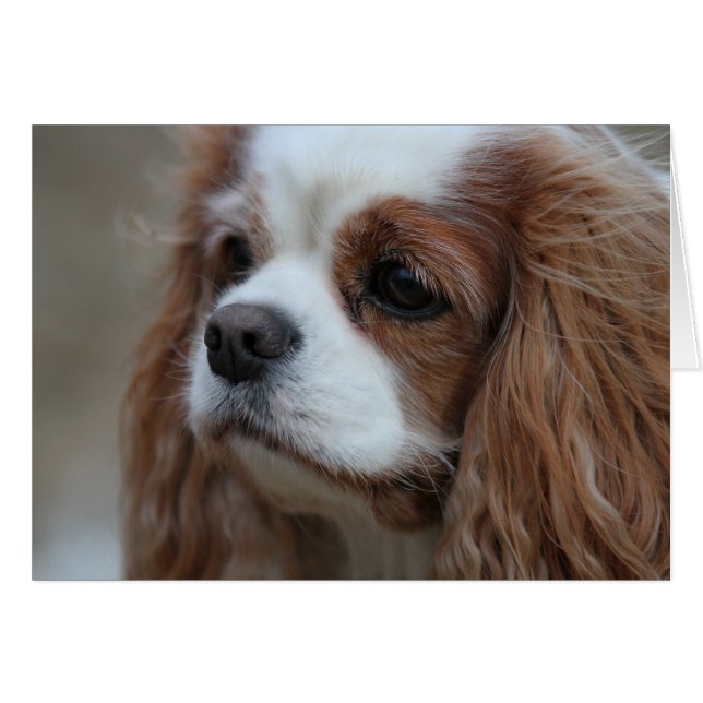 Cartão Muffin a Blenheim Cavalier King Chalres Spaniel. (Frente Horizontal)