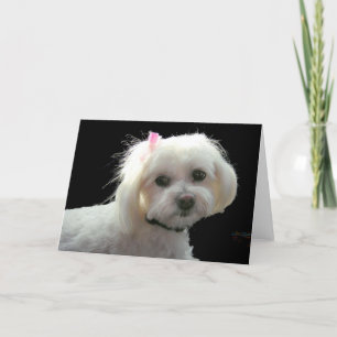 Cartão Muffy's pink bow