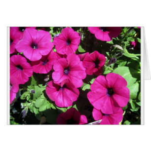 Cartão Muitas Petunias Puras