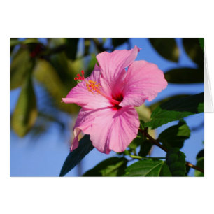 Cartão muito cor-de-rosa do hibiscus