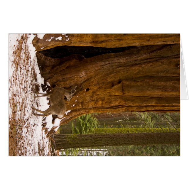 Cartão Mule Deer (Frente Horizontal)