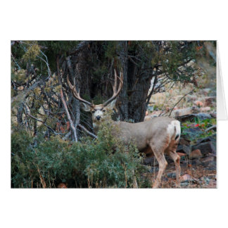 Cartão Mule deer spur buck