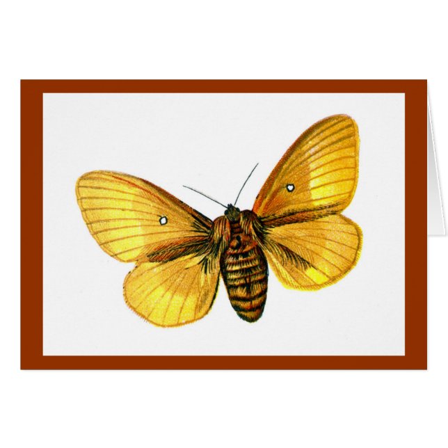 Cartão Mulher-de-busca-bomba (Frente Horizontal)