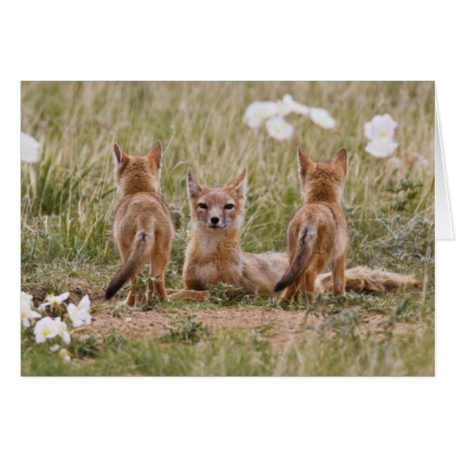 Cartão Mulher do Swift Fox (Vulpes velox) com tenra idade (Frente Horizontal)