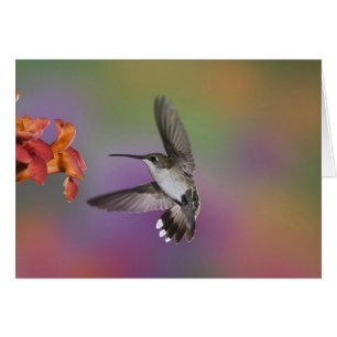 Cartão Mulher Ruby Throated Hummingbird em voo