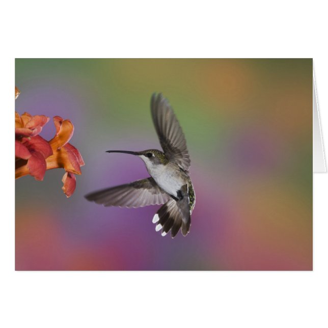 Cartão Mulher Ruby Throated Hummingbird em voo (Frente Horizontal)