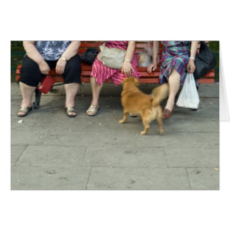 Cartão Mulheres venezianas e seu cachorro