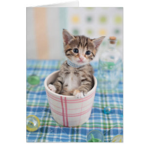 Cartão Munchkin Kitten Com Bonito Fita