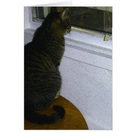 Cartão Mundo dos Gatos