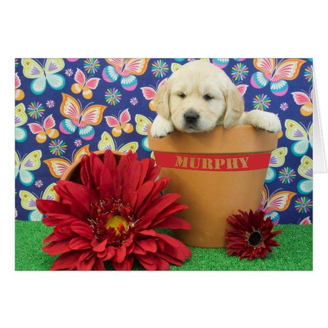 Cartão Murphy, foto da semana 5 (Frente Horizontal)