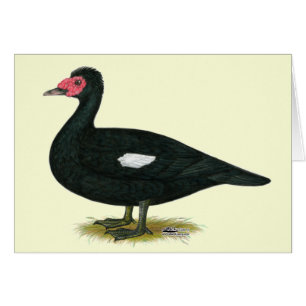 Cartão Muscovy Black Drake