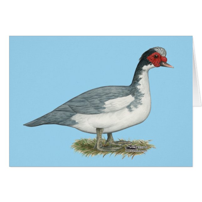 Cartão Muscovy Blue Pied Drake (Frente horizontal)