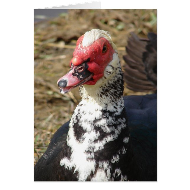 Cartão Muscovy Drake (Frente)