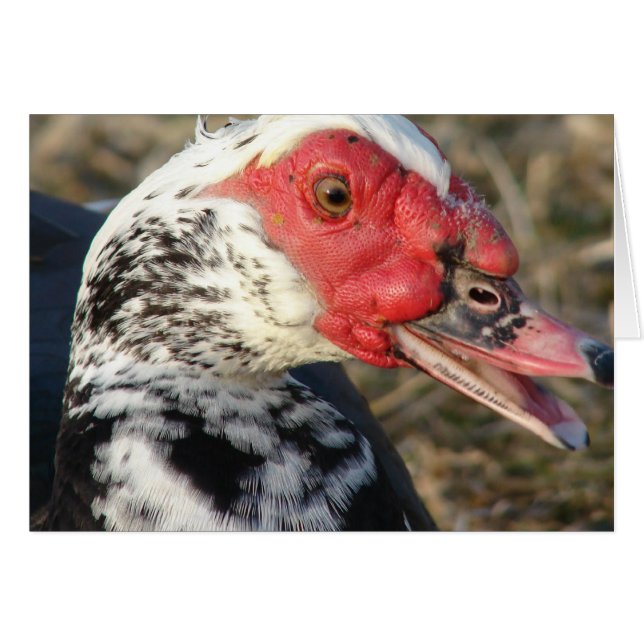 Cartão Muscovy Drake (Frente Horizontal)