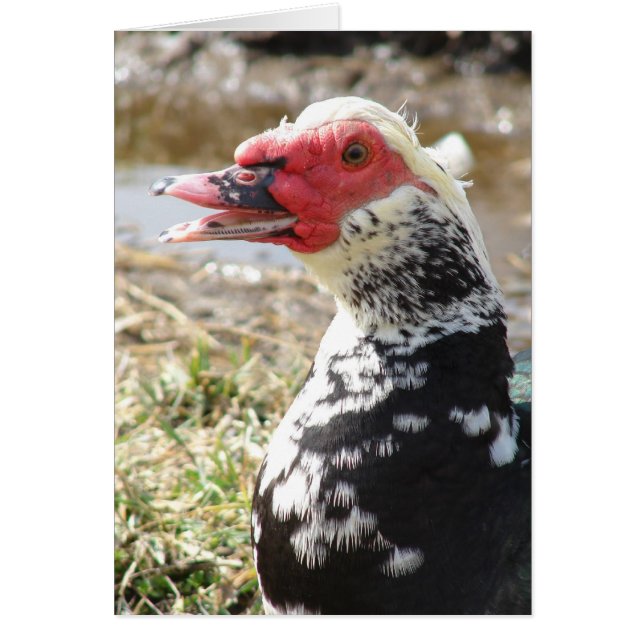 Cartão Muscovy Drake (Frente)