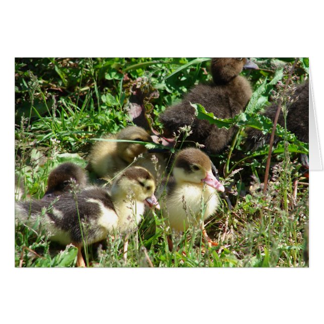 Cartão Muscovy Ducklings (Frente Horizontal)