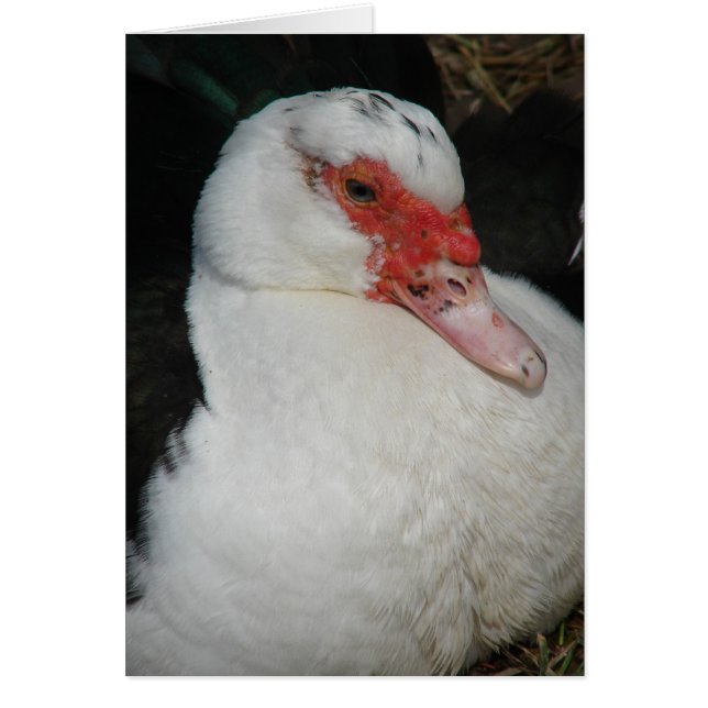 Cartão Muscovy Hen (Frente)