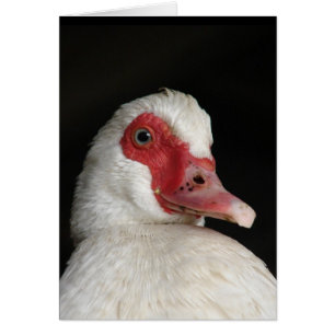 Cartão Muscovy Hen