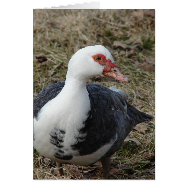 Cartão Muscovy Hen (Frente)