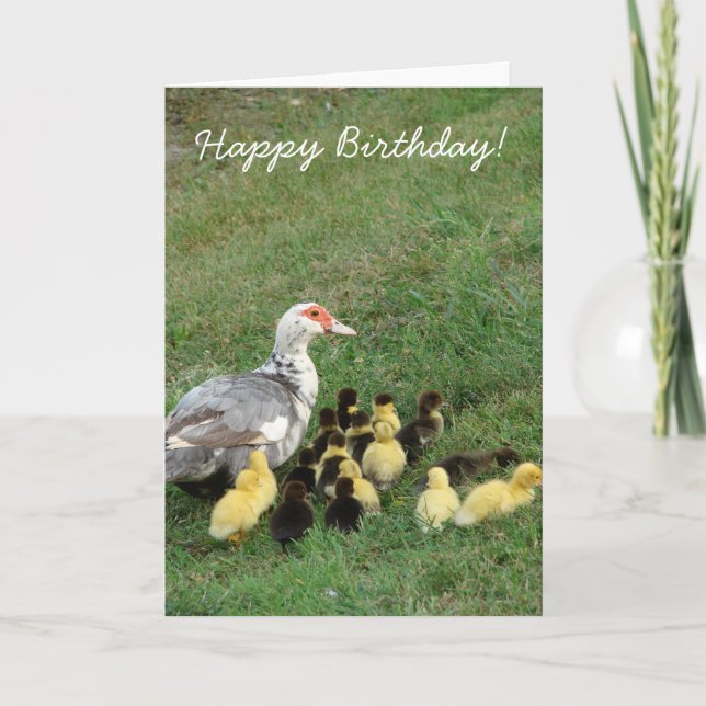 Cartão Muscovy Hen Com Ducklings, Feliz Aniversário! (Frente)