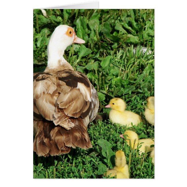 Cartão Muscovy Hen e Ducklings (Frente)