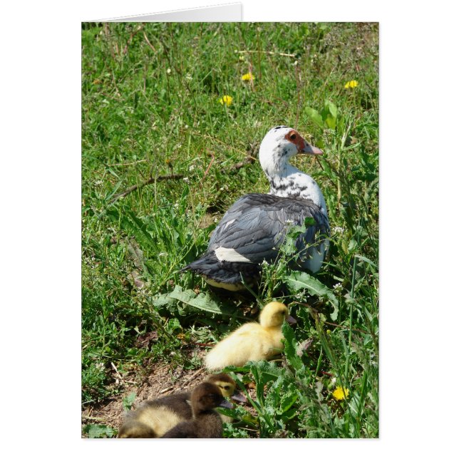 Cartão Muscovy Hen e Ducklings (Frente)
