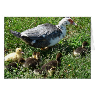 Cartão Muscovy Hen e Ducklings