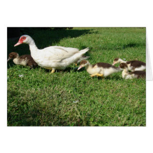 Cartão Muscovy Hen e Ducklings