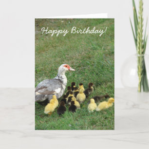 Cartão Muscovy Hen With Ducklings, Happy Birthday!