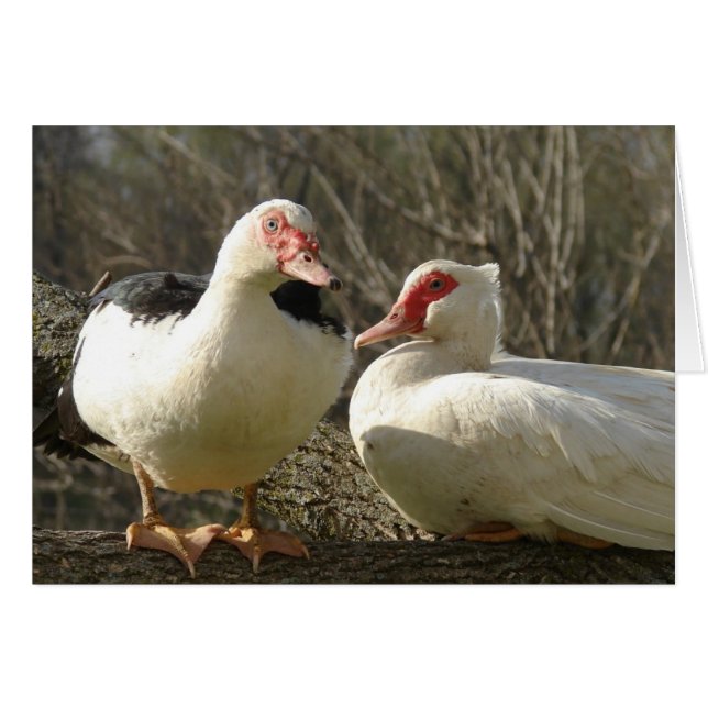 Cartão Muscovy Hens (Frente Horizontal)
