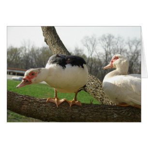 Cartão Muscovy Hens em uma árvore