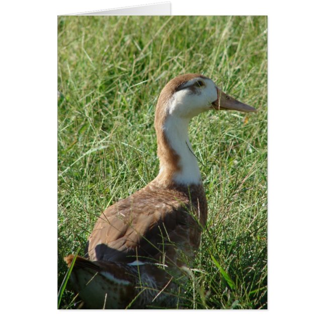 Cartão Muscovy Mule Duck (Frente)