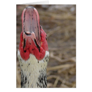 Cartão Muscovy Rindo