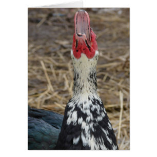 Cartão Muscovy Rindo