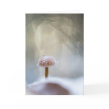 Mushroom Nature Photo