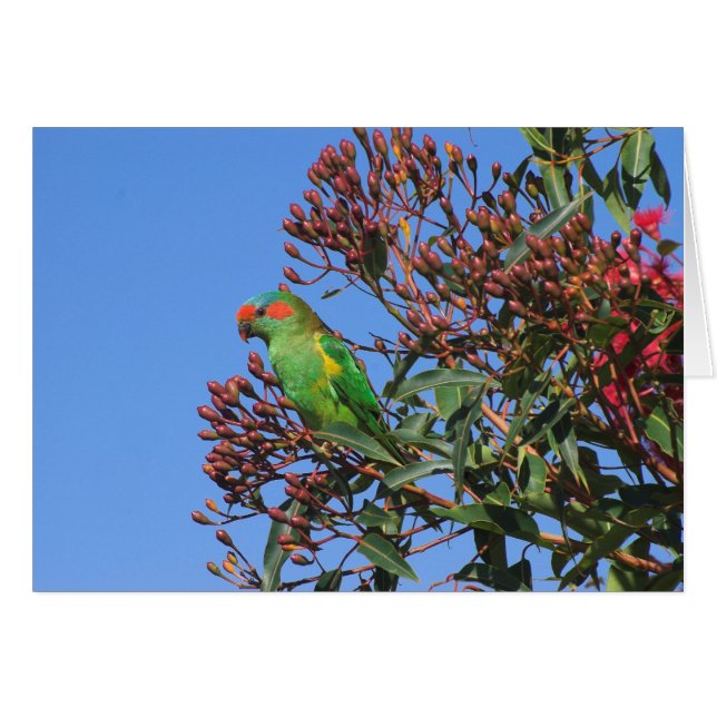 Cartão Musk Lorikeet (Frente horizontal)