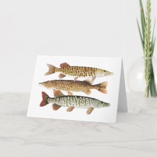 Cartão Muskie,Pike & Tiger