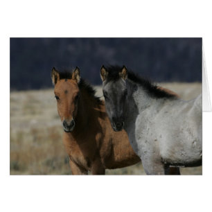 Cartão Mustang Foal Headshot