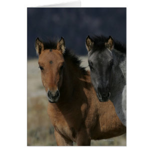 Cartão Mustang Foal Headshot