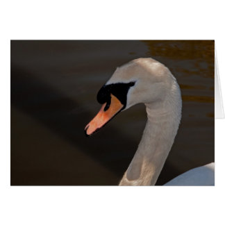 Cartão Mute Swan
