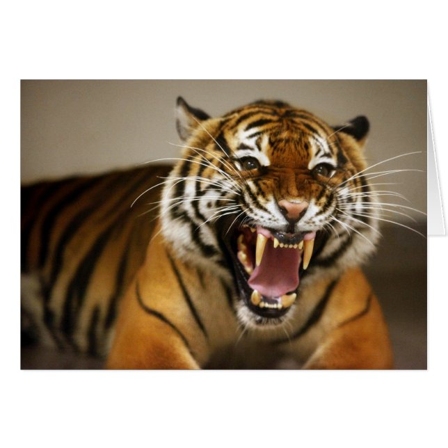 Cartão nº 2 do Tiger Malaio (Frente Horizontal)